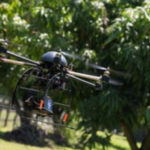 Con la ayuda de perros y drones buscan plagas del aguacate en la Florida