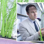 Gran parte del nitrógeno que se aplica directamente en cultivos agrícolas, se pierde