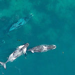 Con drones siguen la vida de las ballenas en Groenlandia