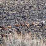 Sin formas de domar los caballos salvajes en EE. UU