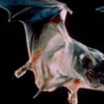 Murciélago brasileño, el más veloz de todos en el reino