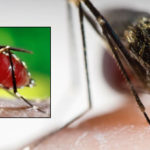 Universidad de Miami, arma arsenal científico contra el Zika
