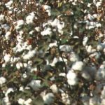 Tipo de hoja del algodón, da pistas sobre su productividad