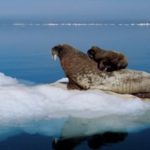 Las últimas cartas de Obama por la naturaleza