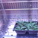 Jóvenes científicos aprovechan las plantas para detectar explosivos