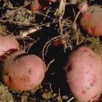 Confirman consumo de papa en Los Andes hace 5.000 años