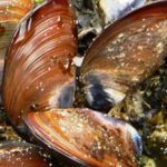 Mejillones: ahora también sirven para fabricar pegantes no tóxicos