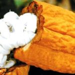Completan secuencia del genoma del cacao, en Brasil