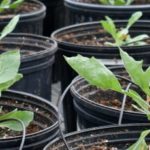 Extraen caucho del guayule y producen llantas en Japón