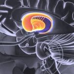 Descubren sitio del cerebro donde se originan los reflejos de Pavlov