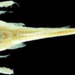 Identifican pequeño pez bagre sin ojos, en el río Orinoco