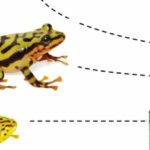 Descubren nuevas especies de ranas en Ecuador y Perú