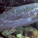 Asistencia alemana en criaderos de salmón en Chile
