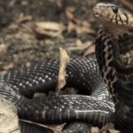 Avances en antídotos contra serpientes venenosas
