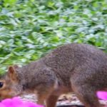 El hombre de las 30 mil fotos de ardillas : U de Michigan