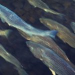 Con muestras del agua, obtienen el ADN de los peces