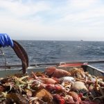 Prohibir transbordos para frenar pesqueros piratas