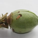 Controlan plaga que ataca el algodón transgénico