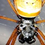 Una araña,  con 28 variedades de seda