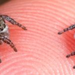 Conoce las arañas miniatura, saltarines y multicolores?