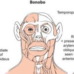 Somos más parecidos a los bonobos