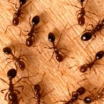 Con endulzantes y algas, combaten plagas de insectos