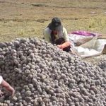 Riesgo por el consumo de papa en zona minera de Bolivia