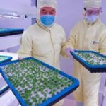 Las nuevas fábricas de vegetales en China