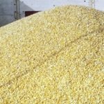 Se disparan ventas de maíz de EE.UU, a Perú