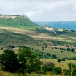 En Brasil, descubren el hongo más antiguo del mundo