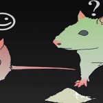 La sustancia que neutraliza la adición por la cocaina