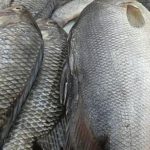En Israel, novedosa fórmula para aumentar el peso de la tilapia