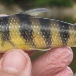 Bautizan nueva especie de pez del Orinoco