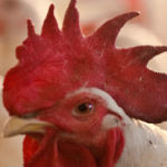 Ojo de la gallina, da pistas sobre la visión humana