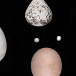 Qué define la forma de los huevos de las aves?