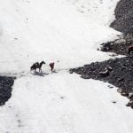 Historias de Salopek: escasean los burros en Asia