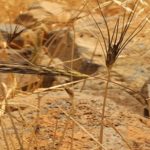 Obtienen secuencia del genoma del trigo salvaje