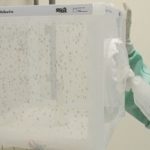 Arman ejército de mosquitos para combatir el dengue