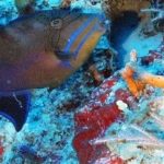 Estudian riqueza de los arrecifes de Cuba