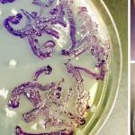 Haciendo arte.. con bacterias.. de verdad!