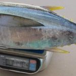Atún del Golfo de México: entre los más contaminados