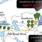 El origen de la manzana se remonta a Kazakstán