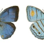 Las mariposas que despistaron a los expertos
