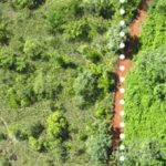 Un bosque que revivió, con desechos de naranjas