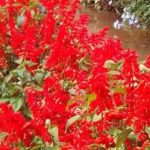 La salvia, buena opción contra la osteoporosis
