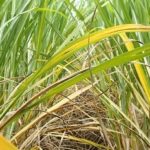Estudian amarillamiento  de la caña de azúcar