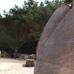 El árbol que contiene la historia del tiempo