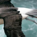 Como hace el albatros para volar hasta 800 kms. en un día