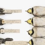 Aves disecadas muestran el hollín de hace un siglo