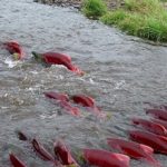 Cómo hace el salmón, para regresar al río en que nació?